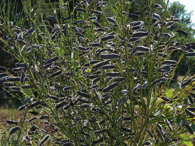 Gorse seeds