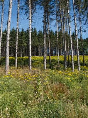 Trees and flowers