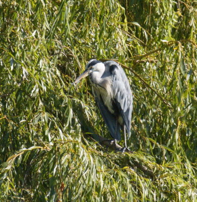 Heron resting on willow