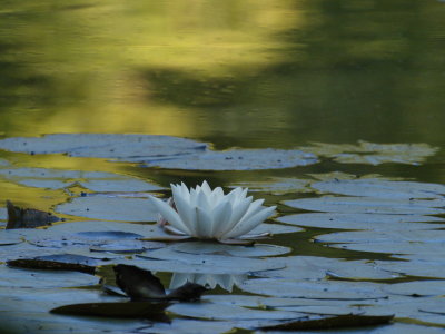 Water lily just before it gets touched by the sunrays