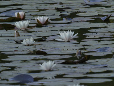 Water lilies before the sun gets to them