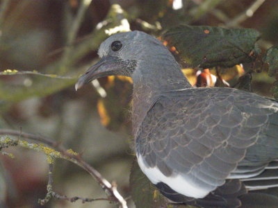 Pigeon in a tree