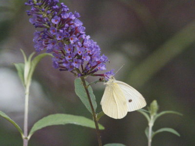 White (Pieris rapae)