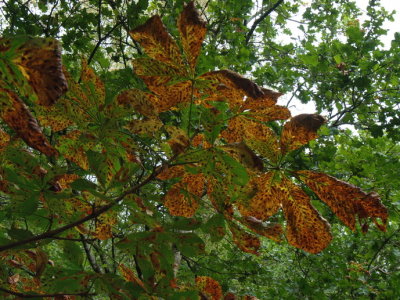Horse chestnut tree with the autumn approaching