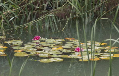 Slightly overgrown pond with water lilies