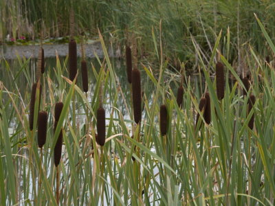 Typha - Bulrush