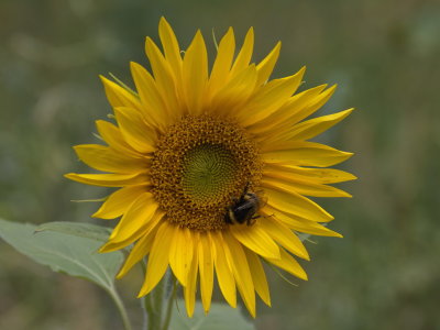 Sunflower with visitor