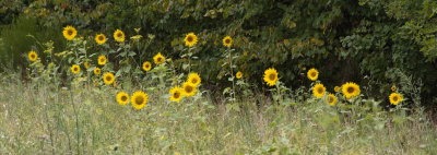 Sunflowers on the edge of the forest