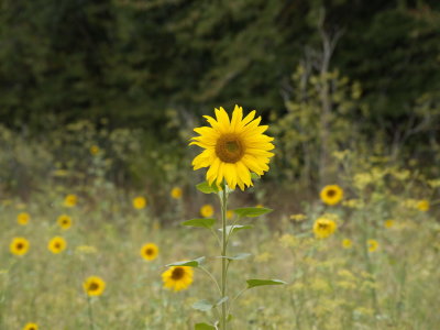 Tallest sunflower in the field