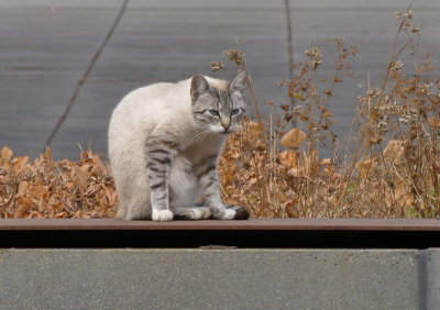 Cat at Schlassgoart