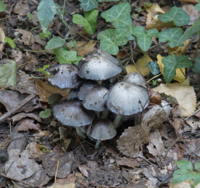Mushrooms along the forest path