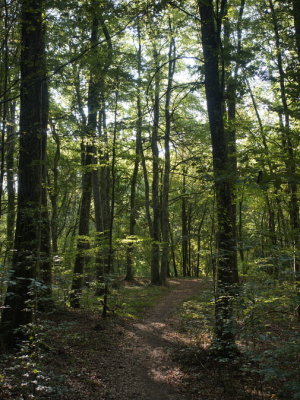 An autumnal walk through the woods