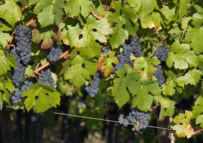 Days before grape-picking starts