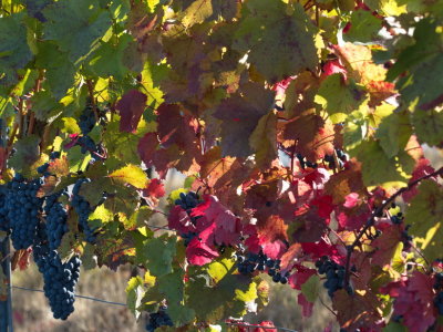 Grapes with autumn colours