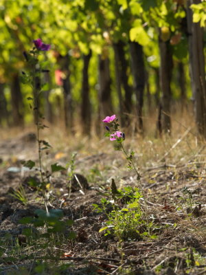 Timid lavatera among the vines