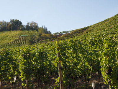 Vineyards with orchard in the distance