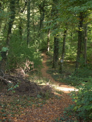 A winding path through the woods