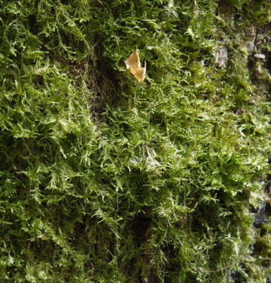 Moss on tree trunk with falling leaf