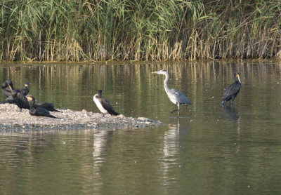 Grey heron and cormorants