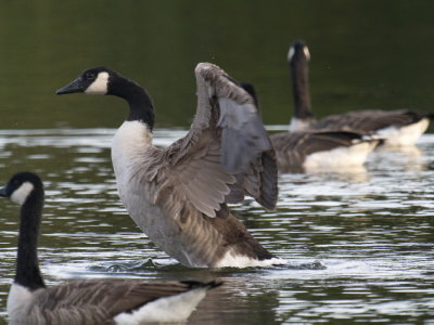 Canada goose getting ready for take-off