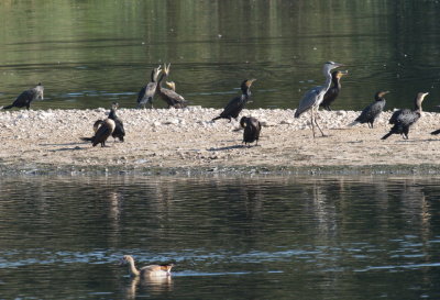 Two cormorants sharing a joke while all the others are looking elsewhere
