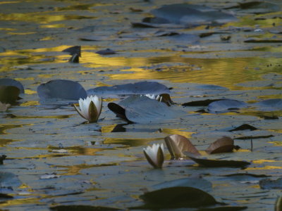 Water lilies with shades of blue and yellow