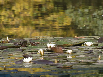 Water lilies against autumnal reflections