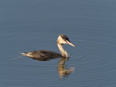 Crested grebe