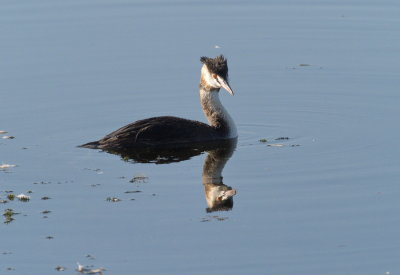 Crested grebe showing off its head plumage