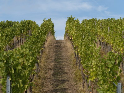 Vineyards mostly arranged in slopes