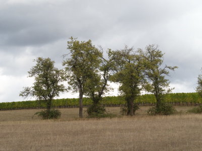 A few gnarled old trees with a vineyard in the background