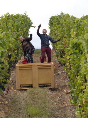 Some happy helpers for the grape picking season