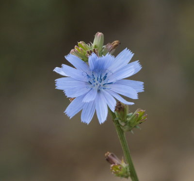 Tiny flower among the vines