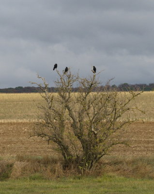 Crows assessing the lie of the land