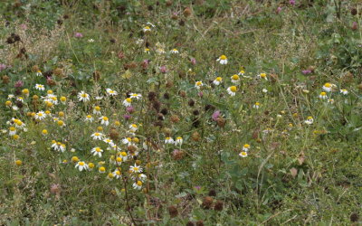 The last of the summer's flowers