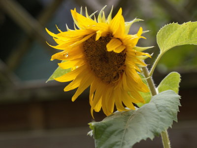 Sunflower shedding a tear