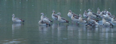 Egyptian geese gathering