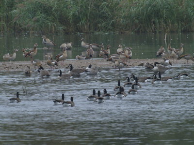 Egyptian geese and Canada geese