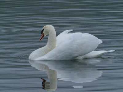 Swan unfolding himself as he wakes up