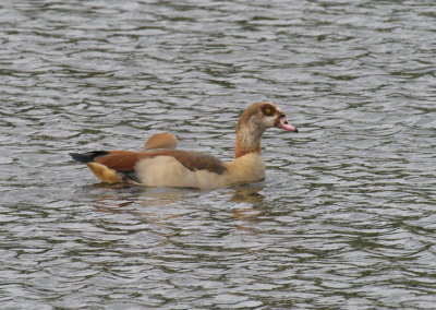 One Egyptian goose looking rather determined