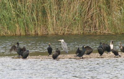 A busy time among the cormorants under heron supervision