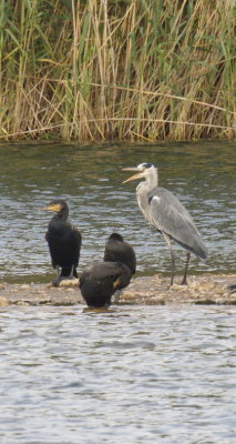 Looks like a few cormorants being rebuked by the heron