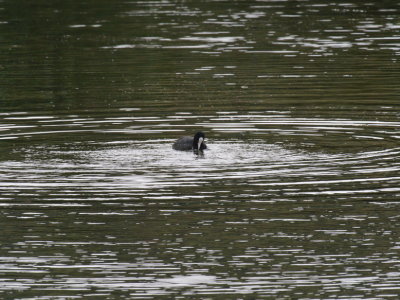 Coot having created its own whirlpool