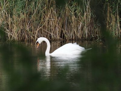 Swan admiring its reflection