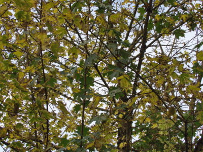 Fewer and fewer leaves