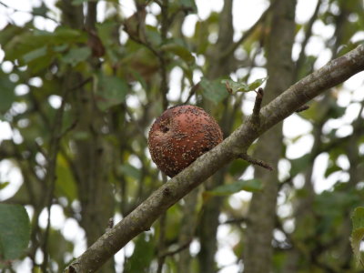 Rotting apple sitting on a branch