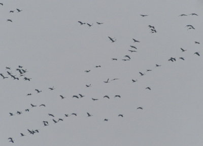 Common cranes above Esch
