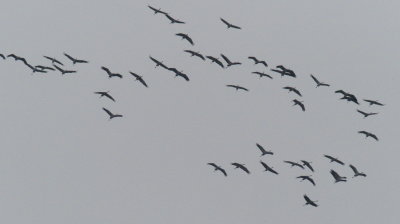 Cranes circling with a view to benefiting from a gush of warmer air to propel them upwards and away