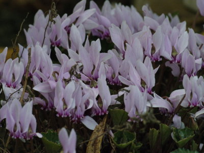 Cyclamen found in the undergrowth