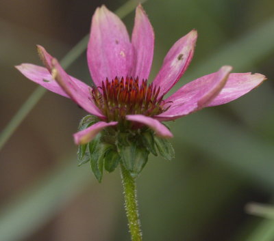 Echinacea soon gone